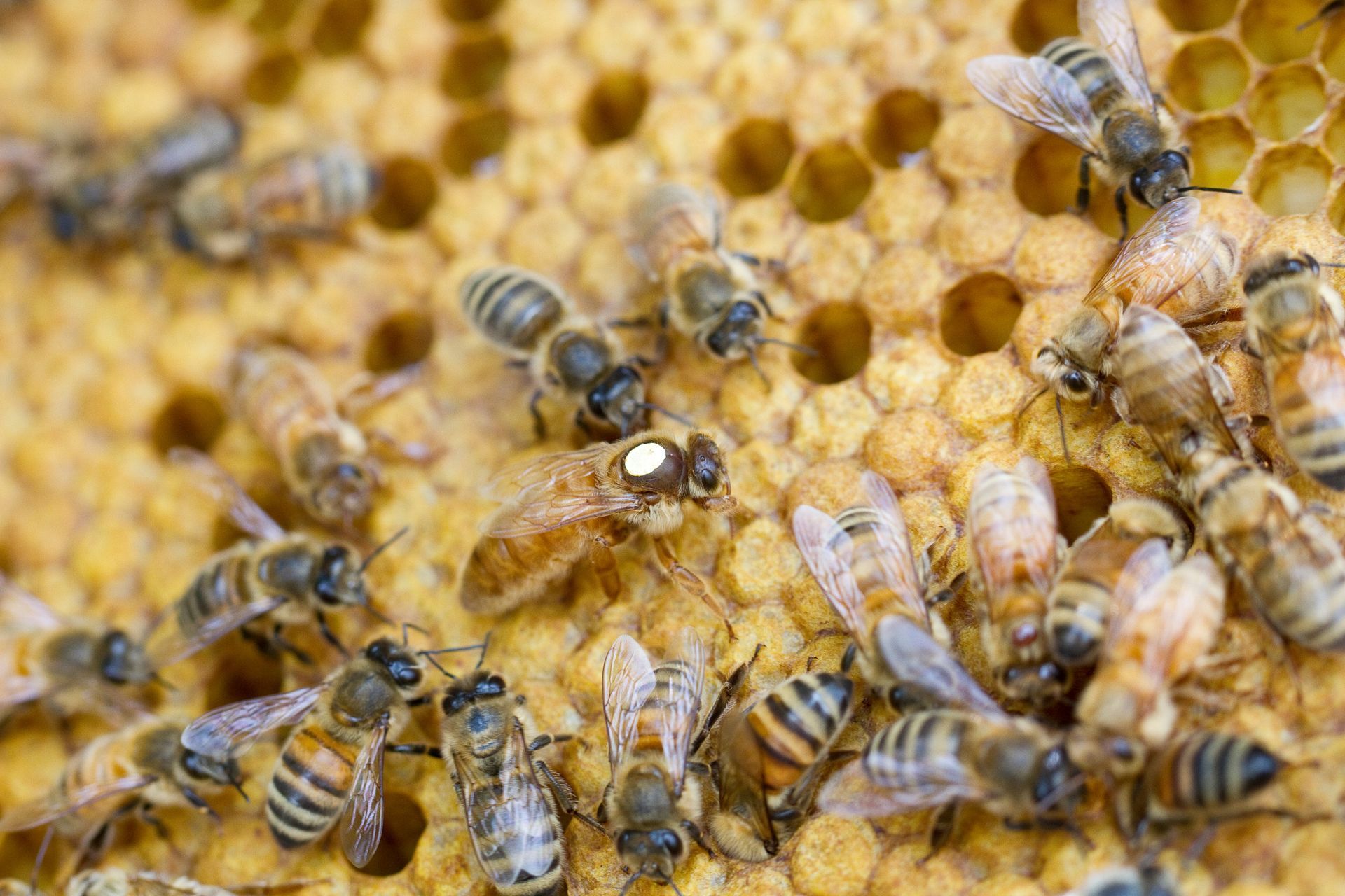 Bees on a honeycomb, including the queen bee marked with a white dot, surrounded by worker bees.