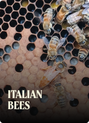 Italian bees on a honeycomb. Bees are brown and yellow, working inside the hexagonal cells.