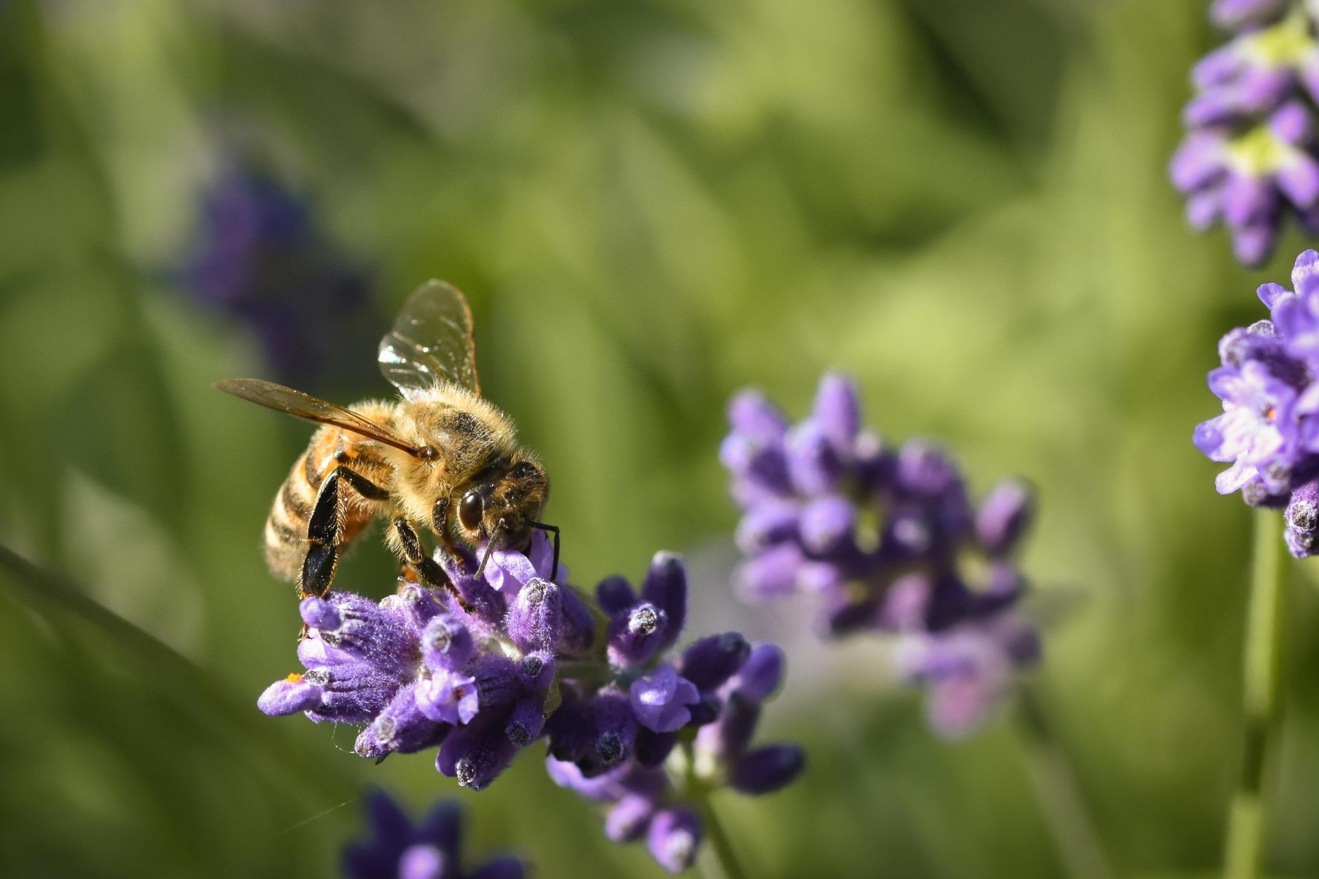 Bee pollinating purple lavender flowers in a sunny garden.