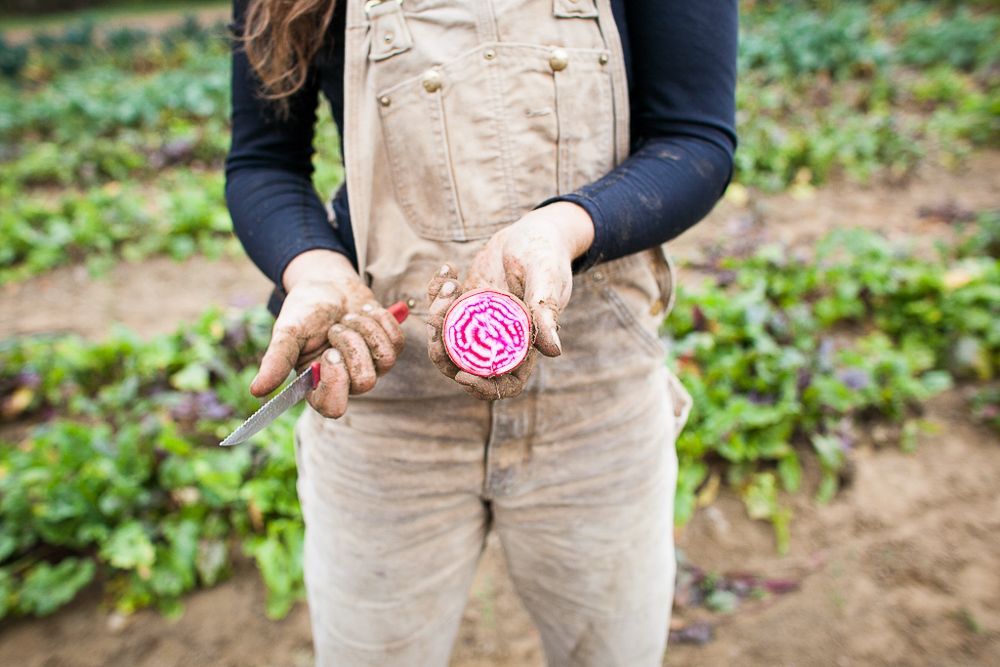 Farmer in overalls shows a cut chioggia, or candy striped beet, while harvesting in the field at Full Moon Farm in Burlington