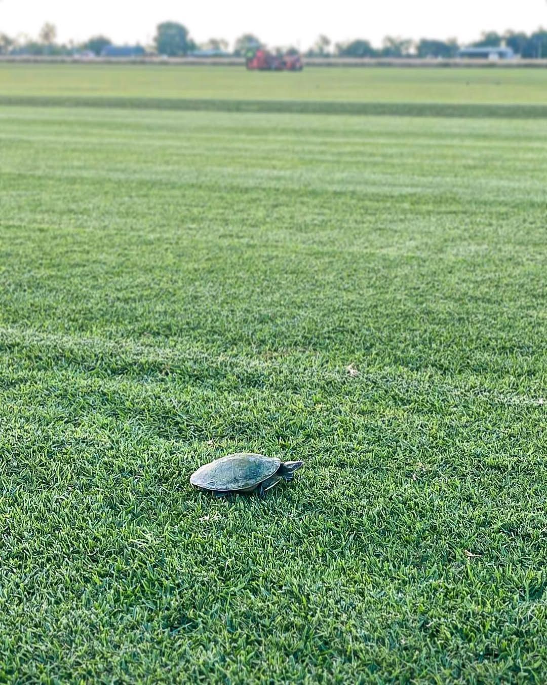 Turtle on A Green Grassy Field, with A Blurred Background of A Sports Field — Top Notch Turf in Cloncurry, QLD