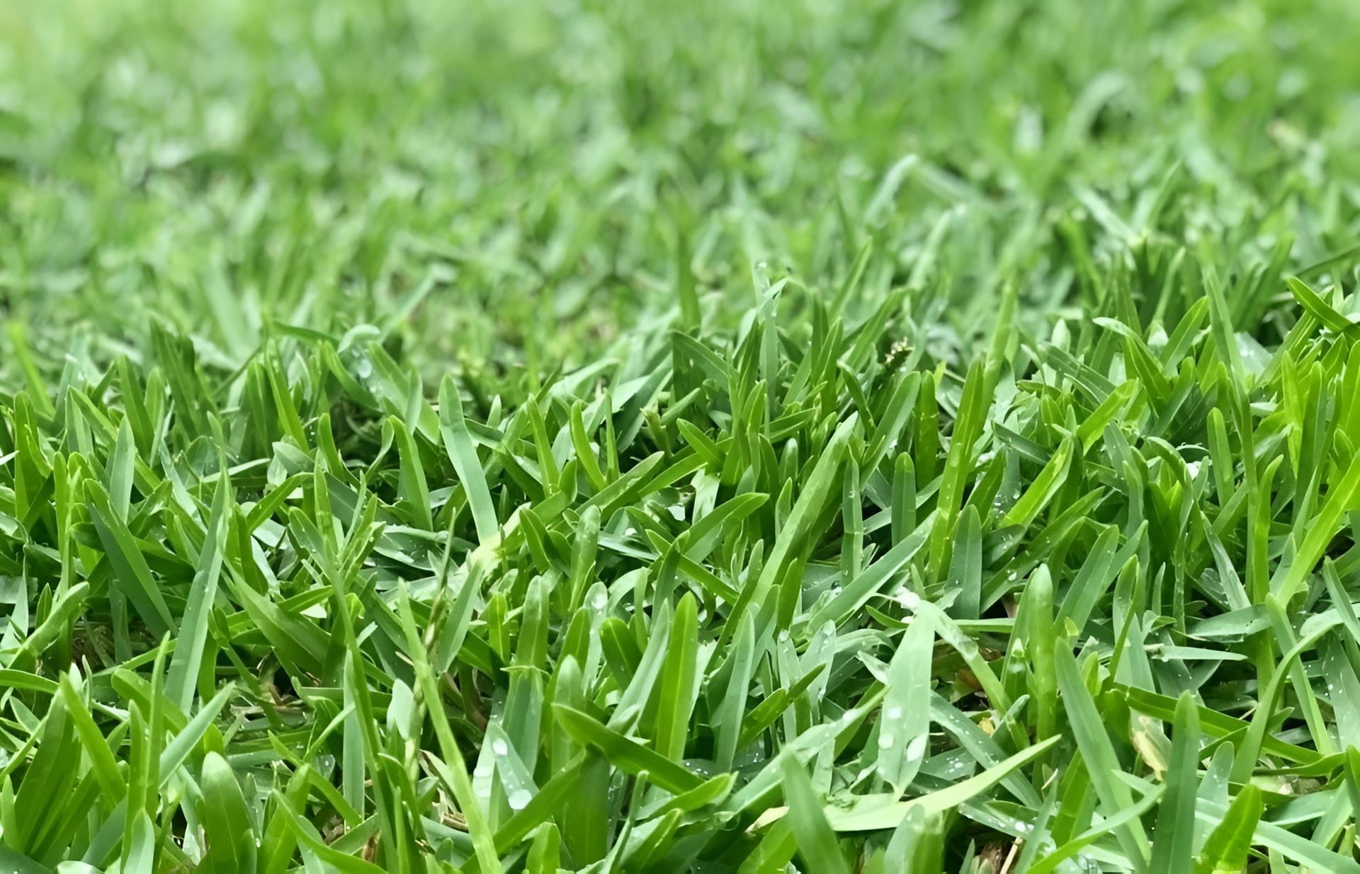 Close-Up of Bright Green Grass Blades — Top Notch Turf in Clermont, QLD