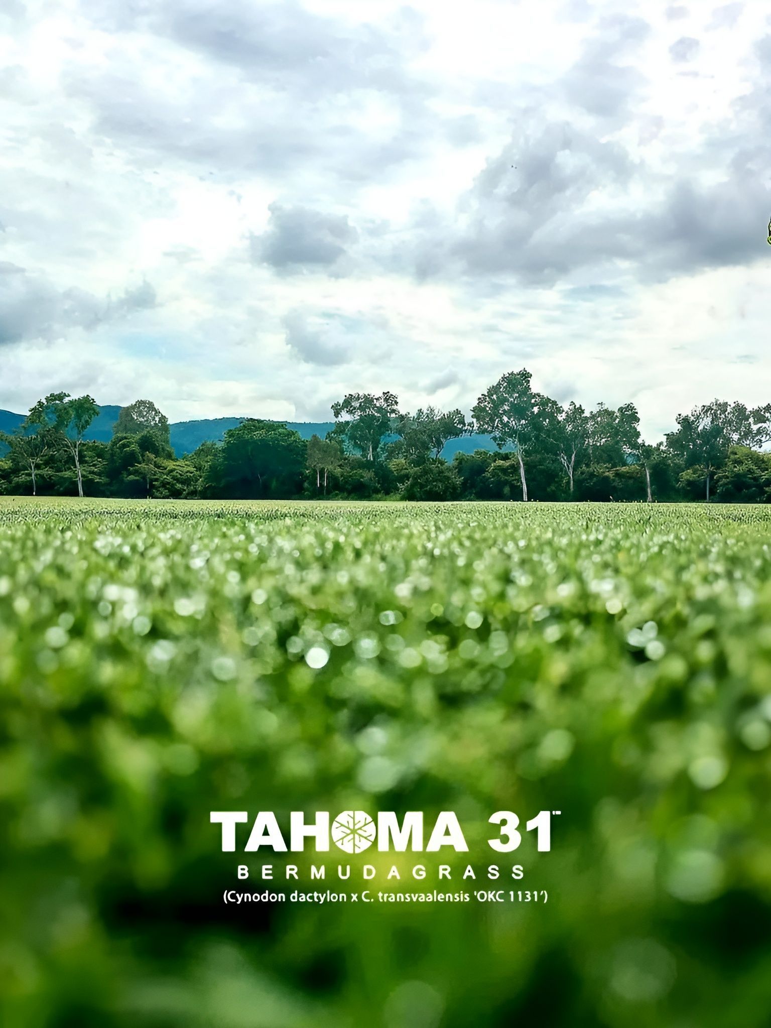 Green Grass Field with Trees and Cloudy Sky — Top Notch Turf in Cairns, QLD