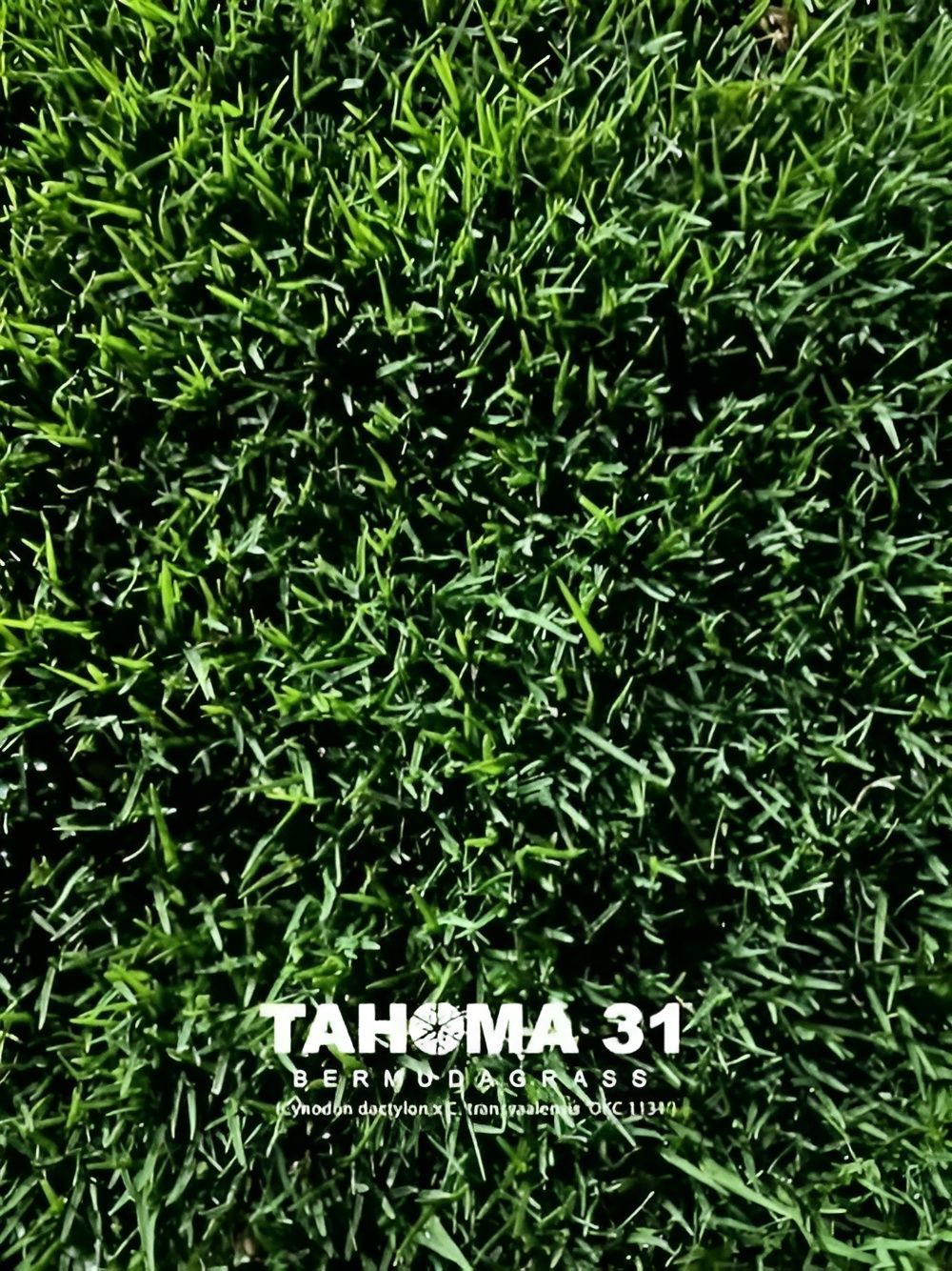 Close-Up of Vibrant Green Tahoma 31 Bermuda Grass — Top Notch Turf in Richmond, QLD