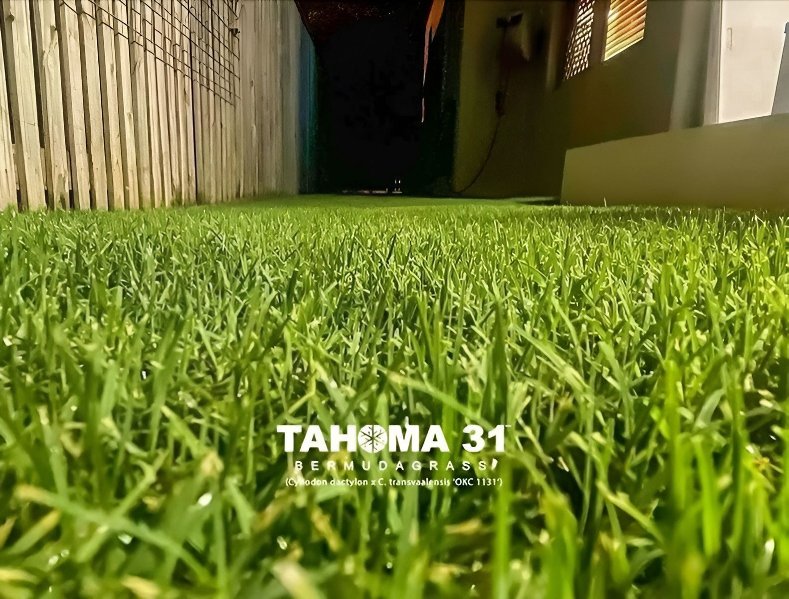 Close-Up of Green Grass with Tahoma 31 Text, Bright Sunlight and Shadows — Top Notch Turf in Cloncurry, QLD