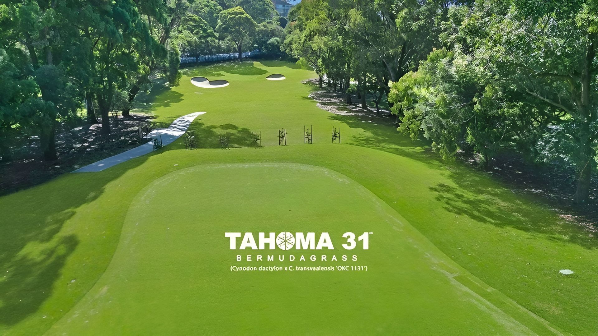 Golf Course Fairway with Green Grass and Trees — Top Notch Turf in Ingham, QLD