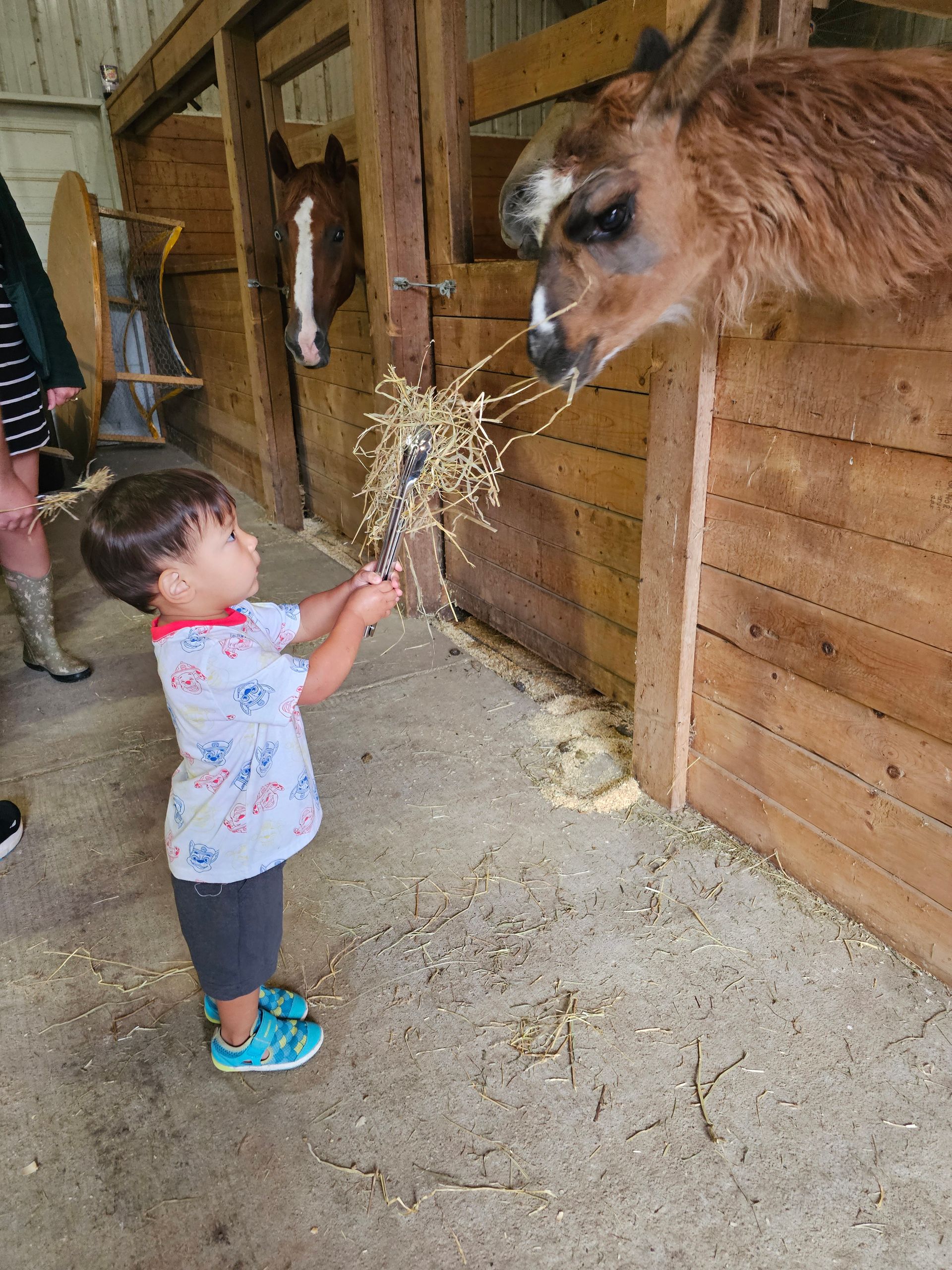 Child playing outside feeding animal
