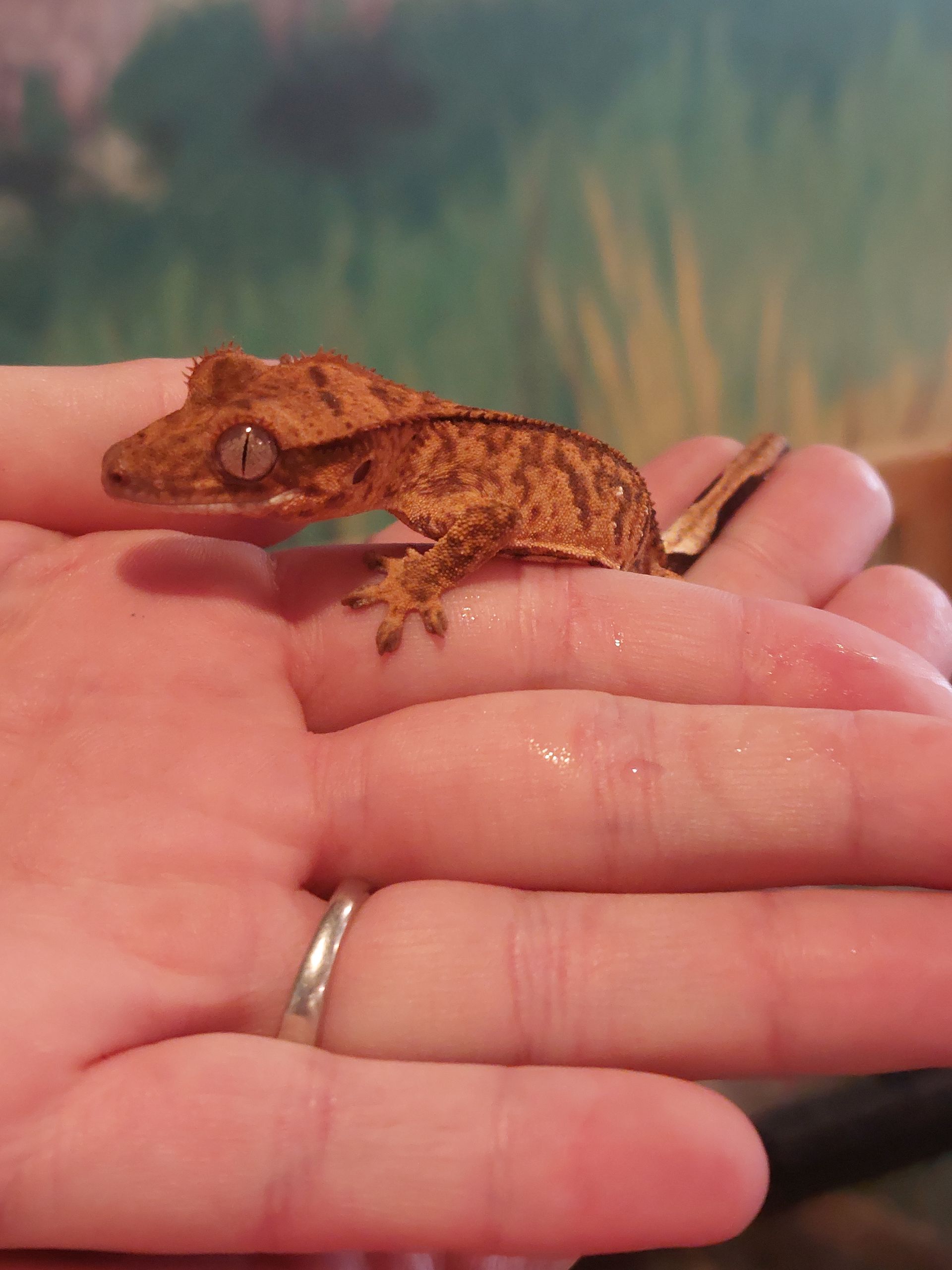 Leopard Gecko
