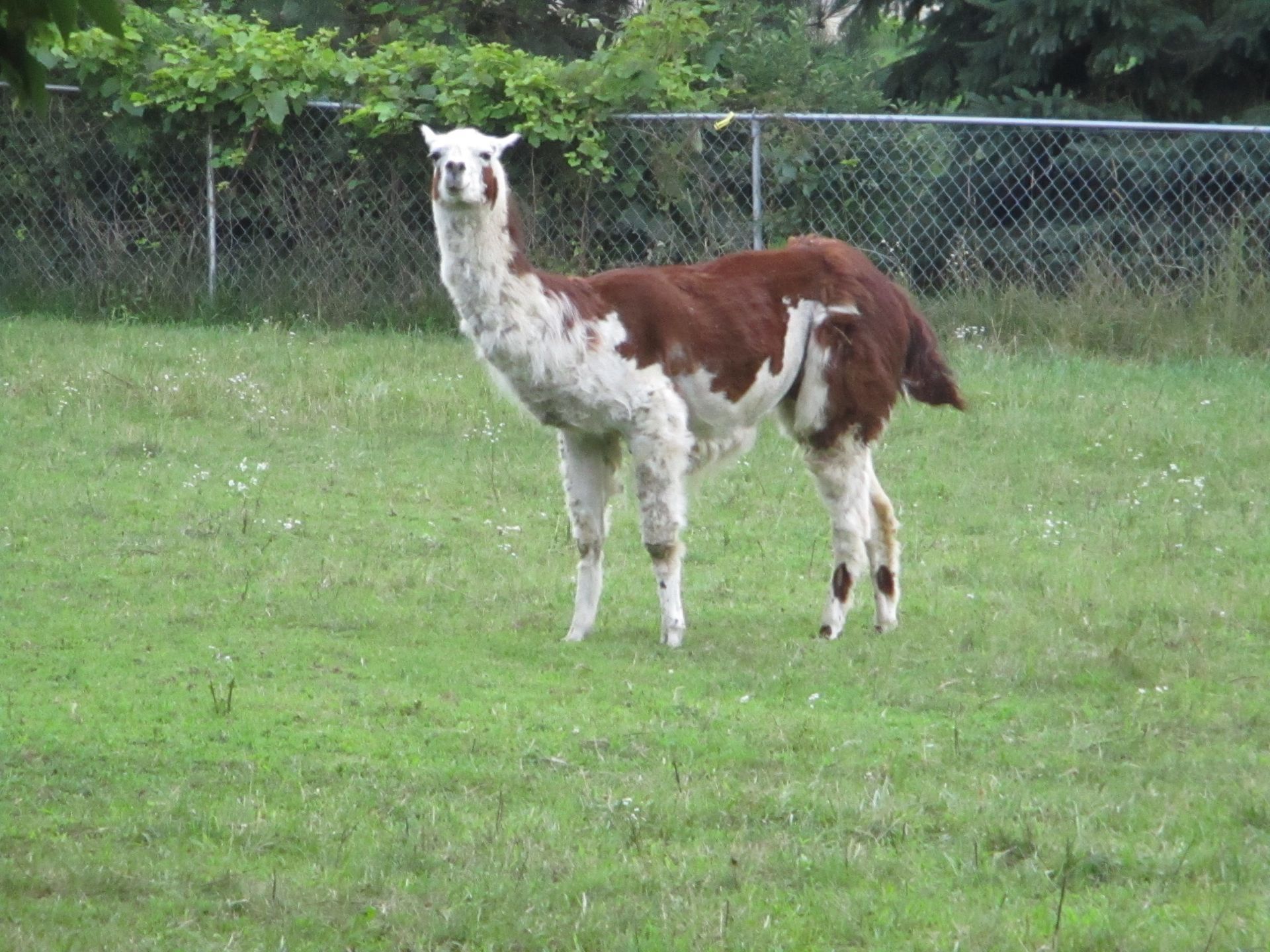 Llama