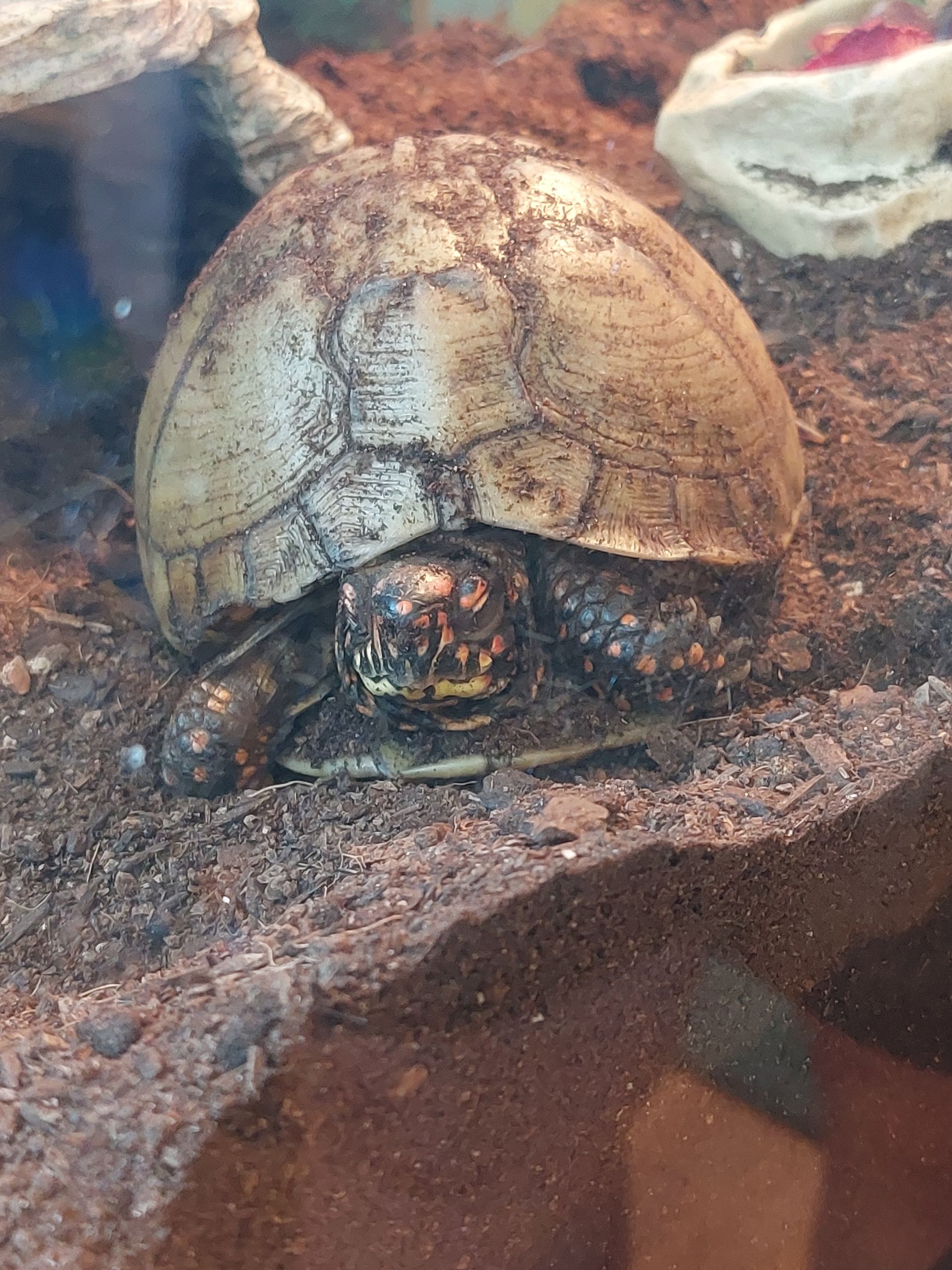 Tortoise