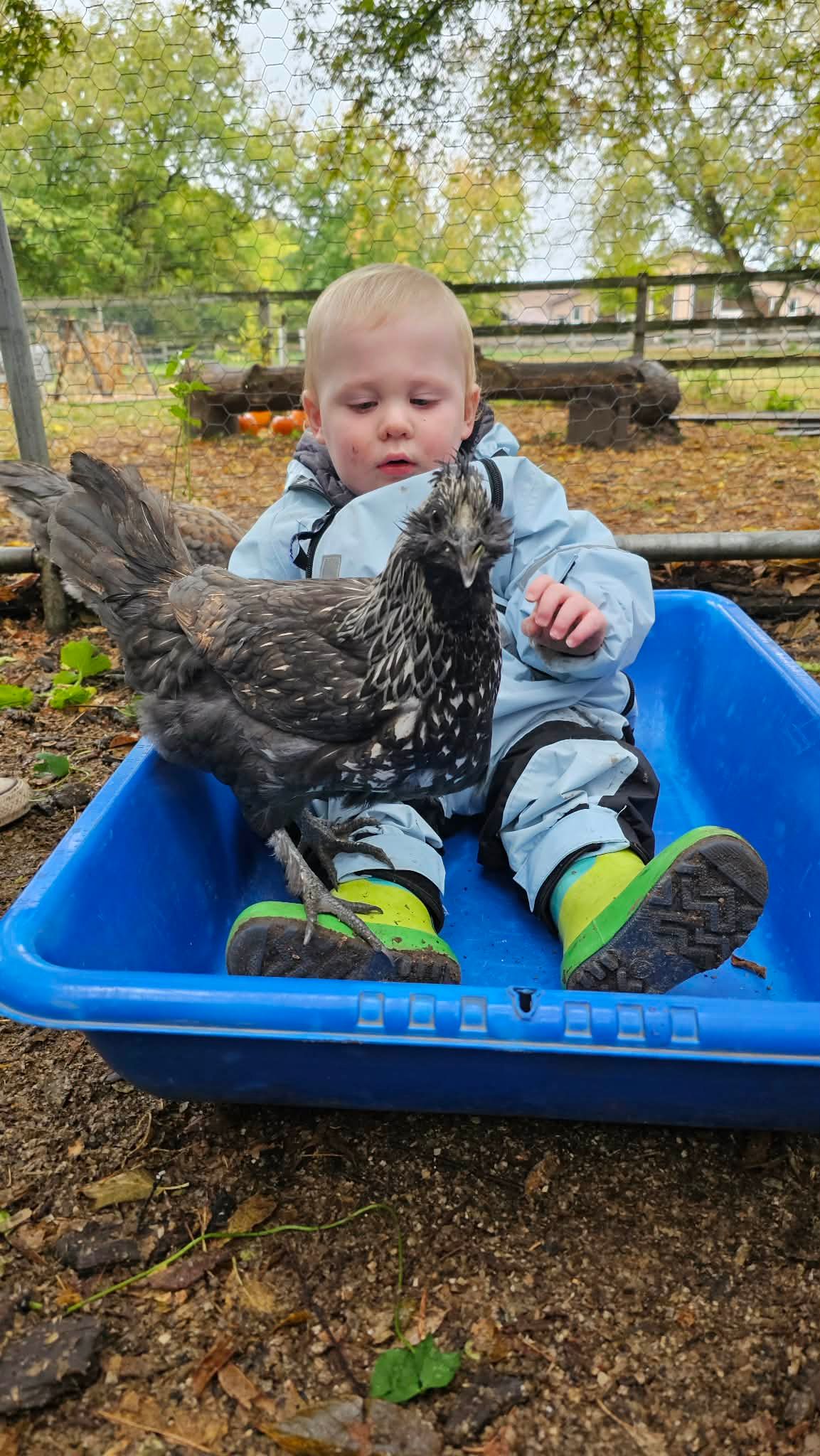 young learners interacting with chicken