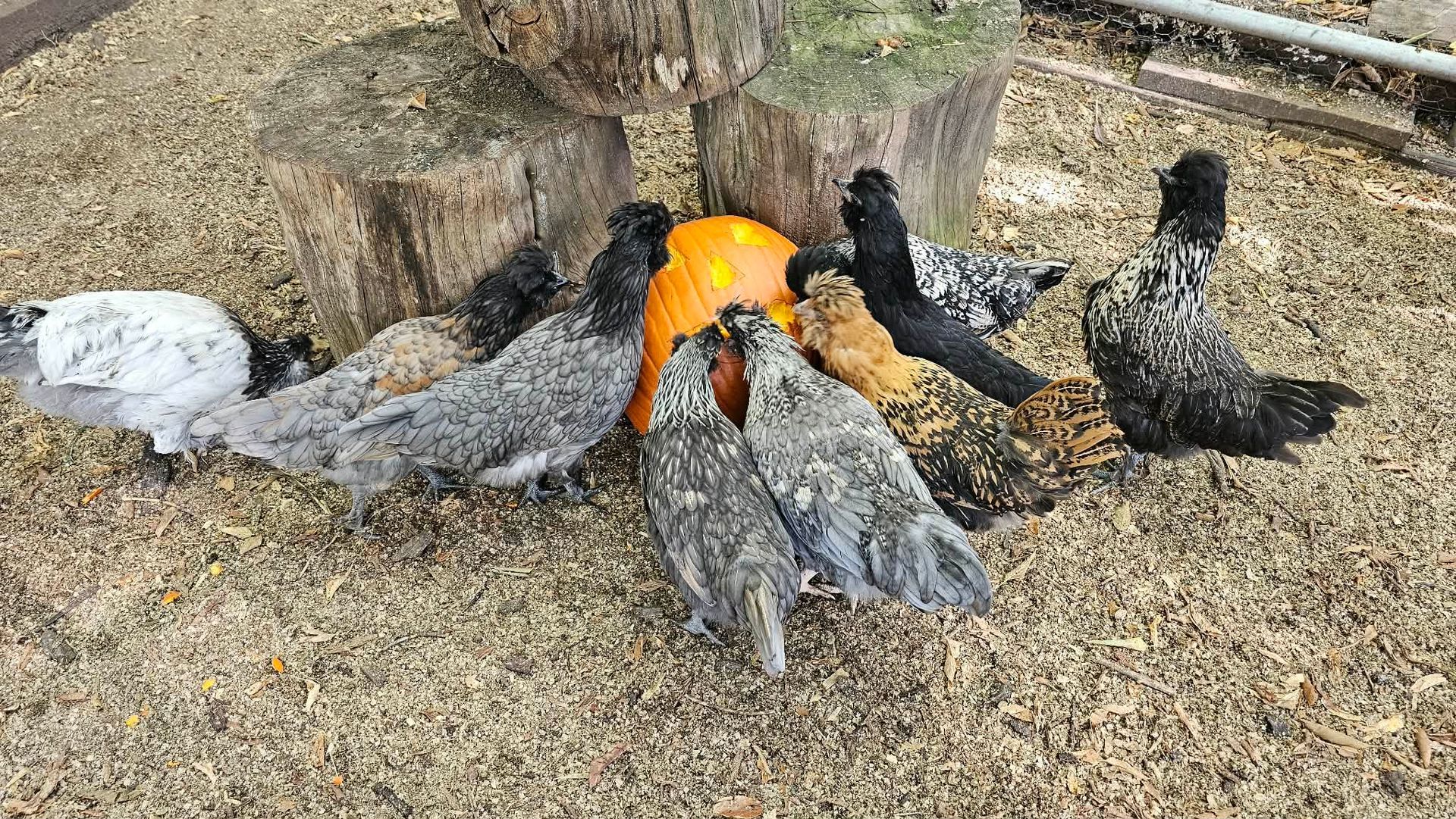 chickens eating a pumpkins