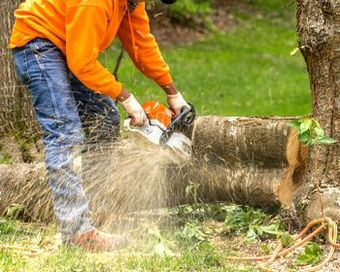 A man is cutting a tree with a chainsaw.