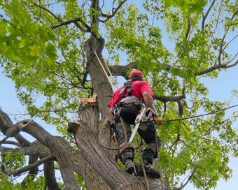 A man is climbing up a tree with a chainsaw.