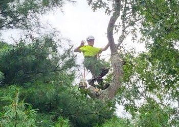 A man is sitting on top of a tree.