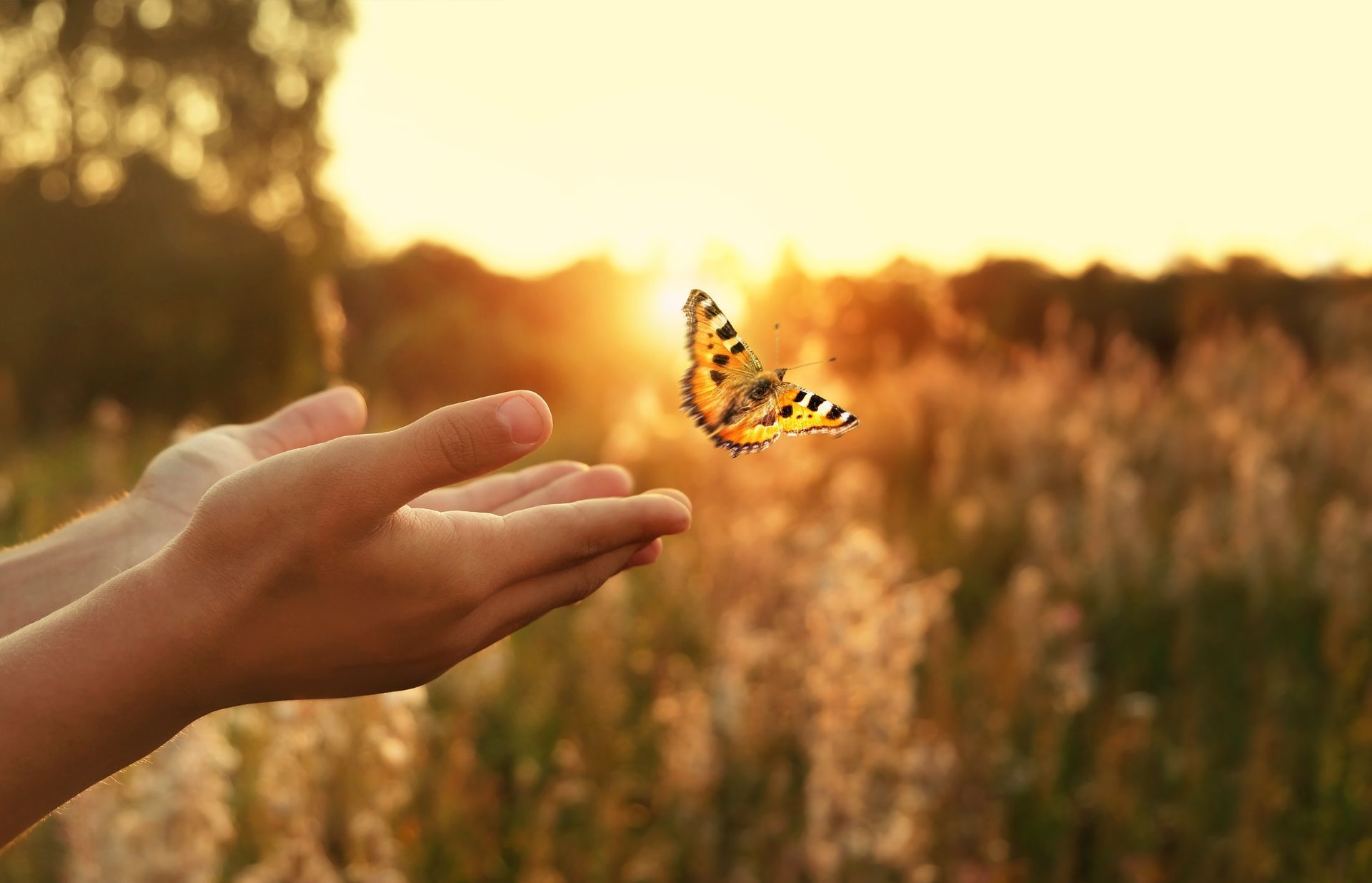 A person is holding a butterfly in their hands at sunset.