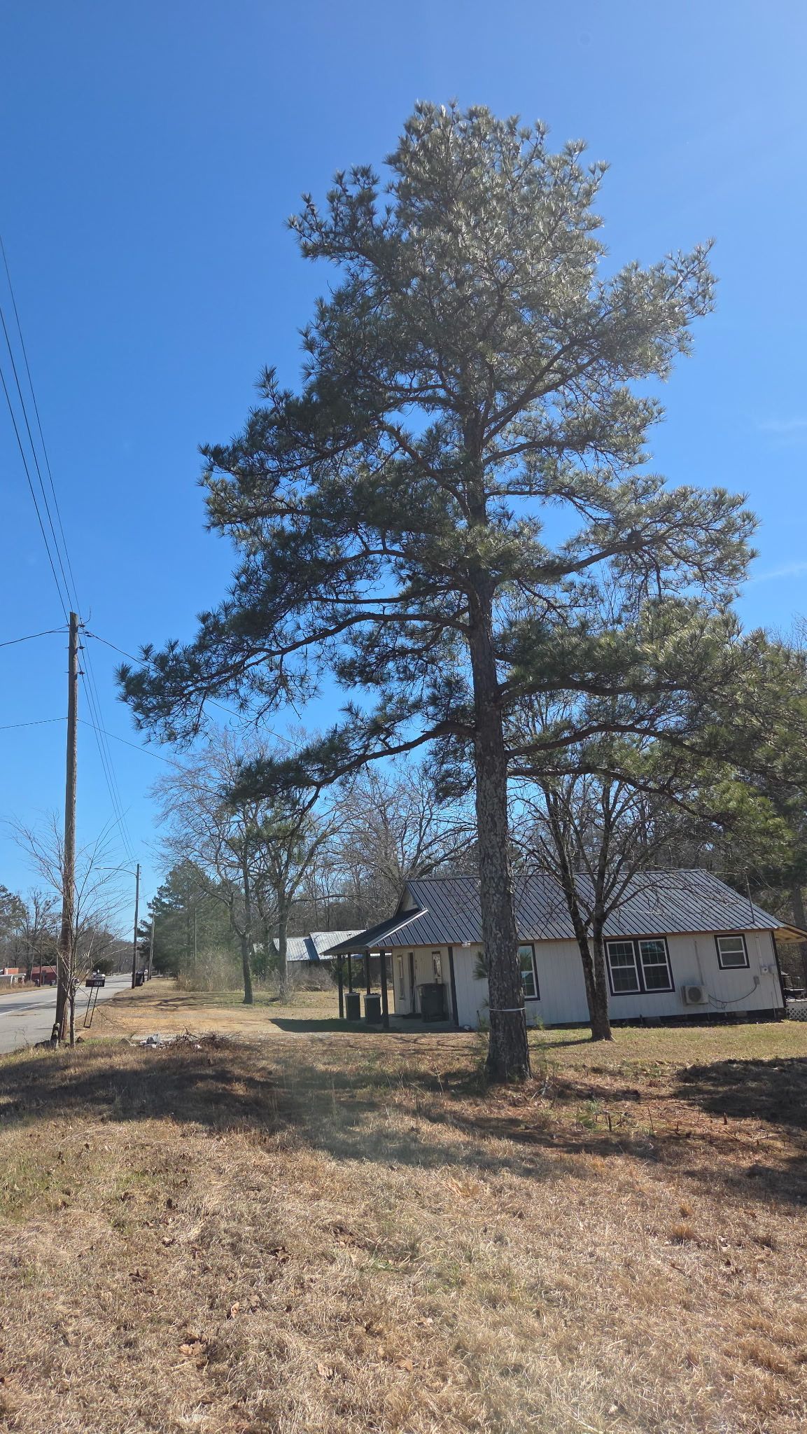 Tall pine tree in a dry yard beside a house under a clear blue sky.