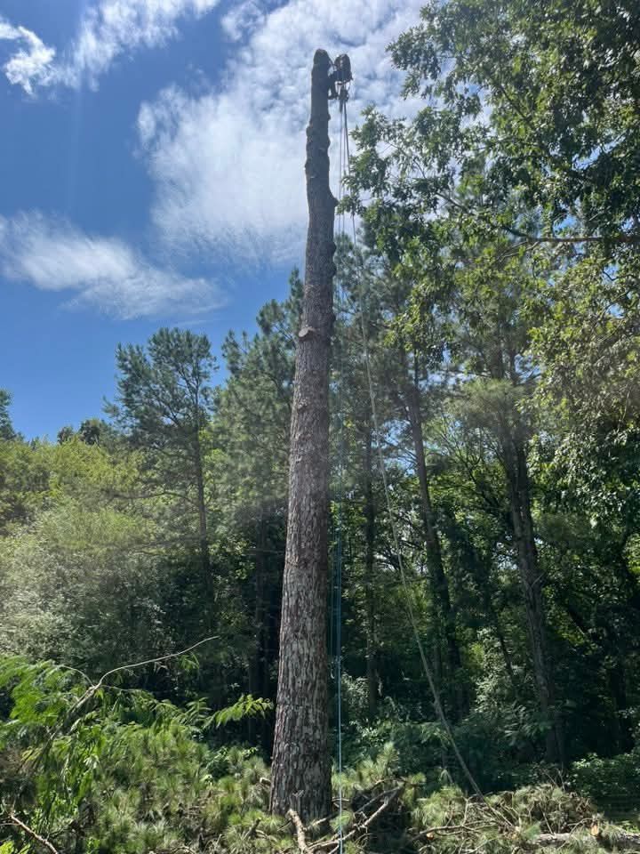 Tall dead tree trunk in a green forest under a bright blue, cloudy sky