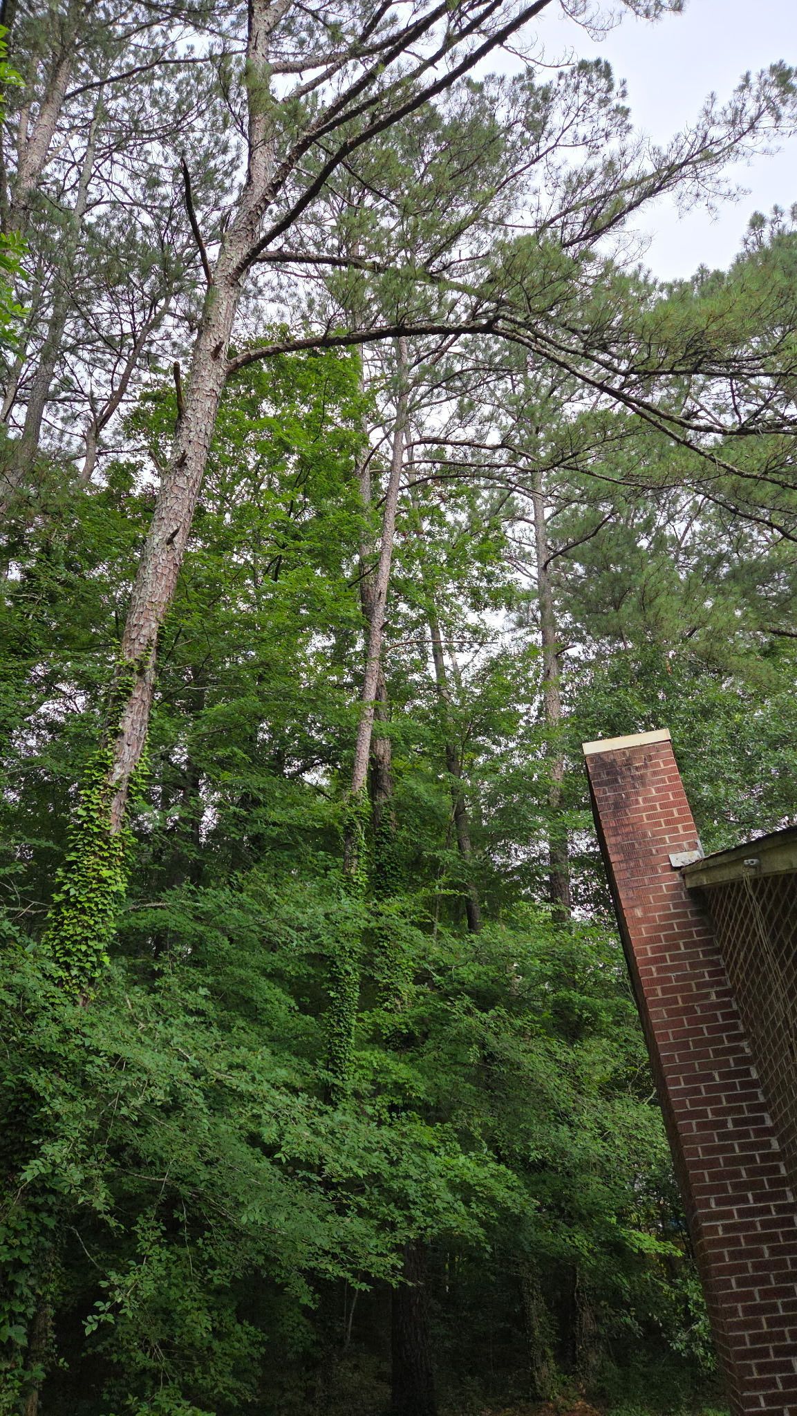 Tall trees and dense green forest beside a brick chimney and roofline under a cloudy sky