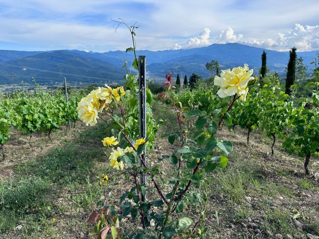 vigneto Cantine 600 Grotte