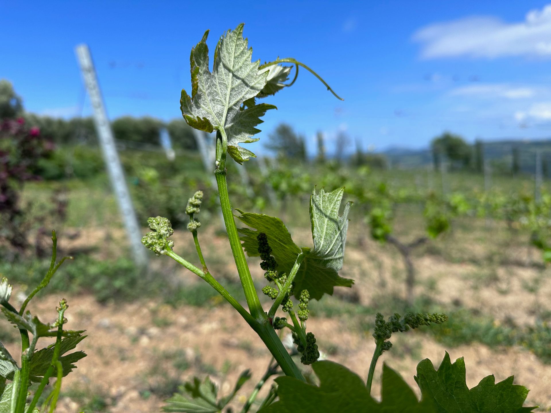 piante del vigneto