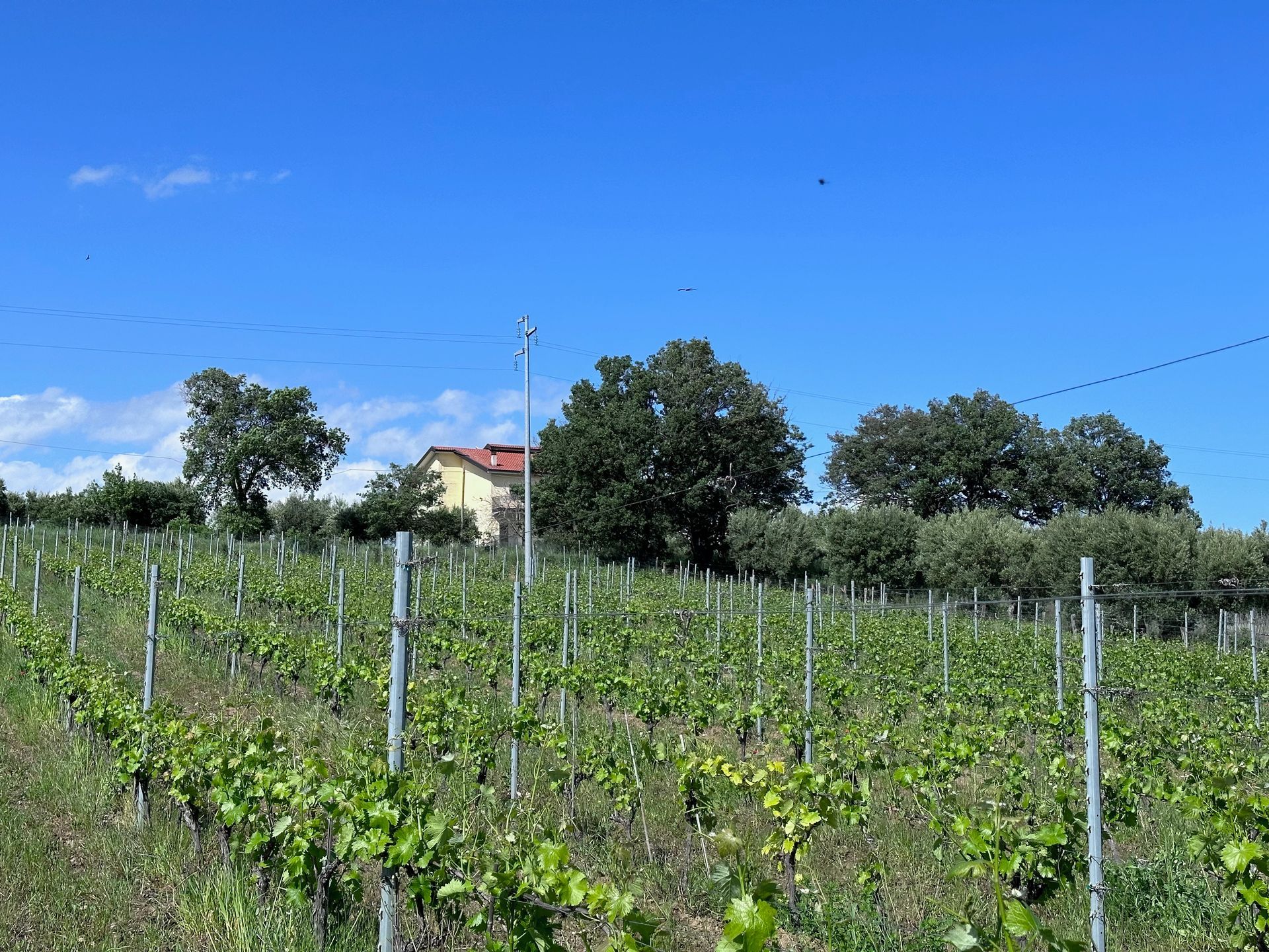 vigneto, il Guarnaccino