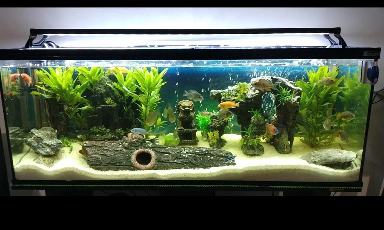 A Large Fish Tank Filled With Lots of Fish and Plants — Perfect Pets Kingaroy Professional Dog Grooming in Kingaroy, QLD