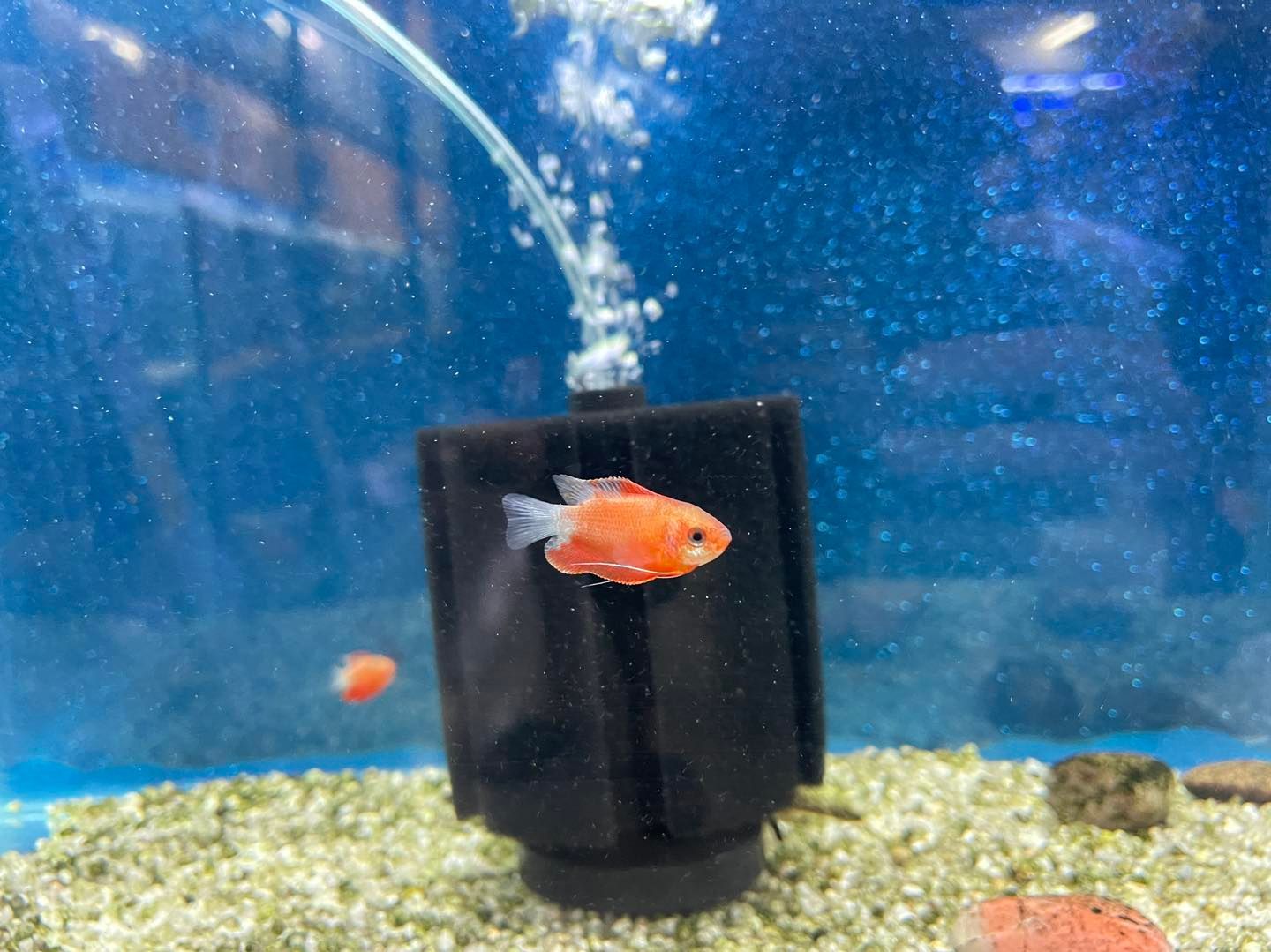 Close Up Of Orange Fish  — Perfect Pets Kingaroy Professional Dog Grooming in Kingaroy, QLD