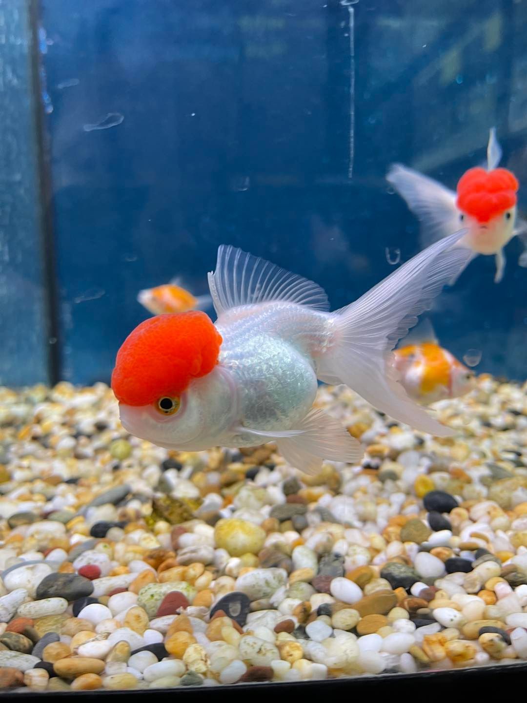A Small Fish is Swimming in a Tank of Water — Perfect Pets Kingaroy Professional Dog Grooming in Kingaroy, QLD
