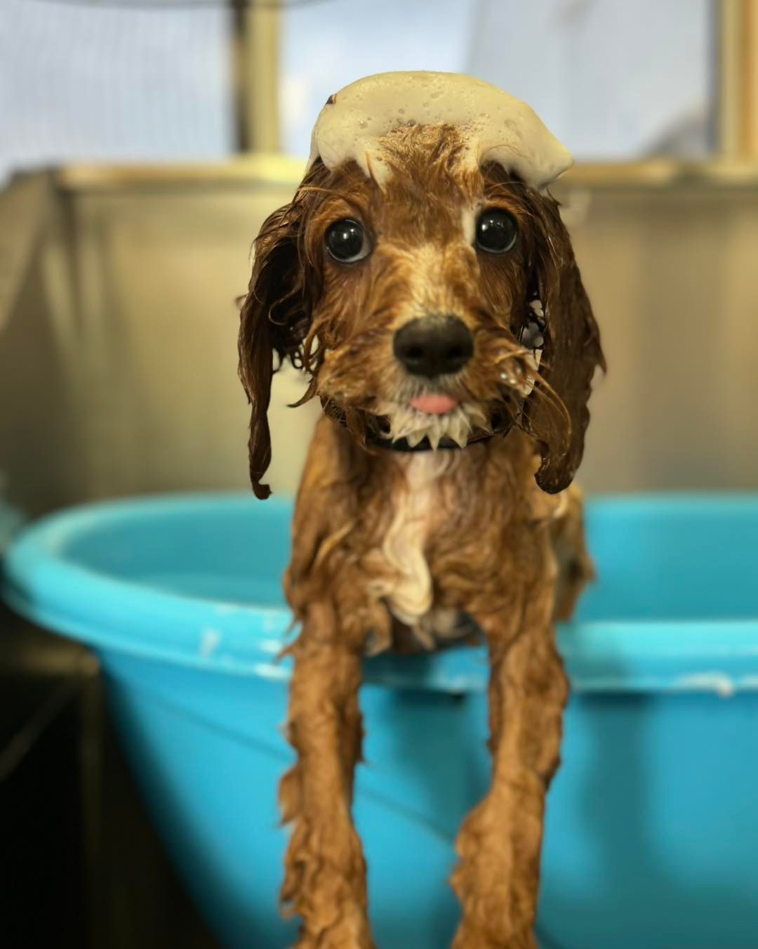 A Dog Having A Bath — Perfect Pets Kingaroy Professional Dog Grooming in Kingaroy, QLD