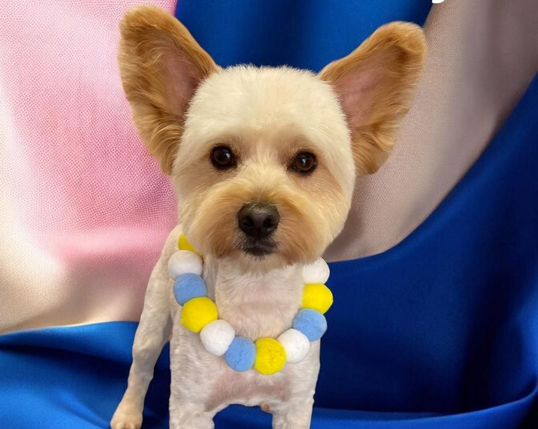 A Person is Holding a Small White Dog in Their Hand — Perfect Pets Kingaroy Professional Dog Grooming in Kingaroy, QLD