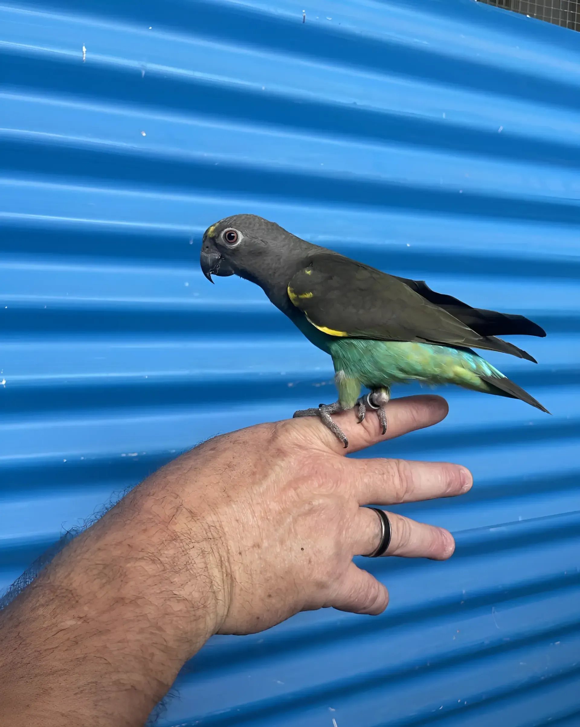 A Person is Holding a Small Bird on Their Finger — Perfect Pets Kingaroy Professional Dog Grooming in Kingaroy, QLD