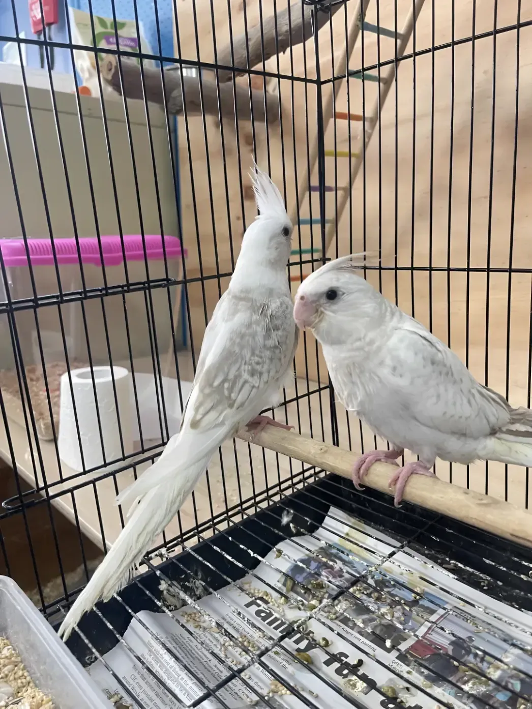 Two White Birds Are Sitting Next to Each Other in a Cage — Perfect Pets Kingaroy Professional Dog Grooming in Kingaroy, QLD