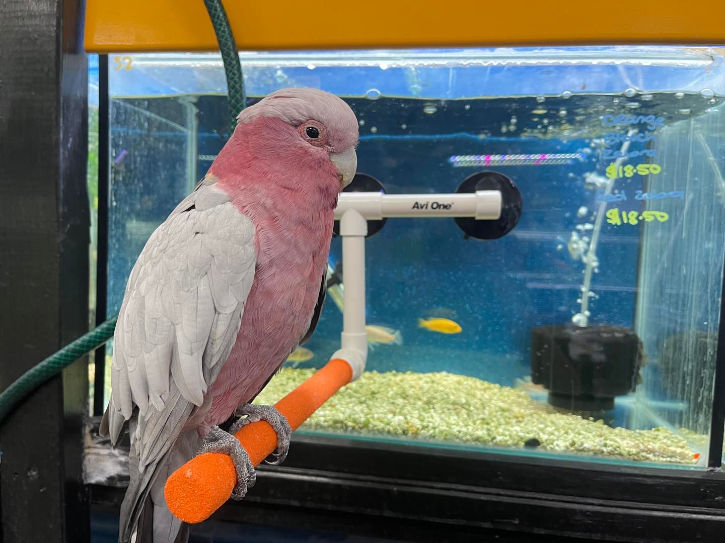 Two Colorful Parrots Are Sitting on a Perch in a Cage — Perfect Pets Kingaroy Professional Dog Grooming in Kingaroy, QLD