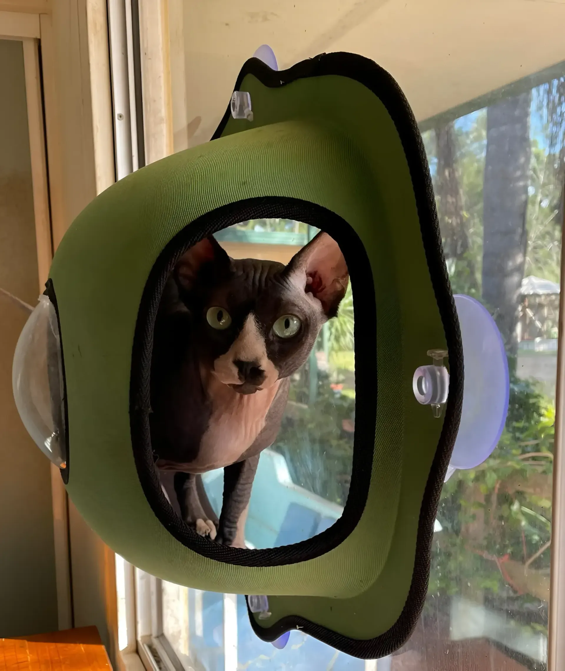 Cat In A Window Dome — Perfect Pets Kingaroy Professional Dog Grooming in Kingaroy, QLD
