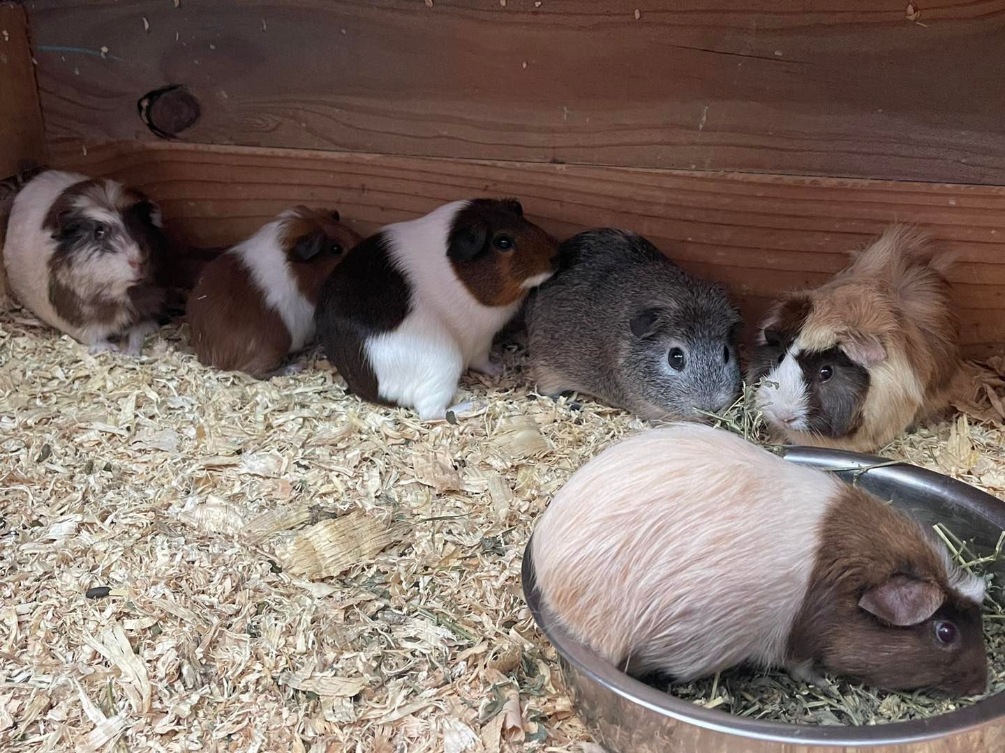 A Brown and White Guinea Pig — Perfect Pets Kingaroy Professional Dog Grooming in Kingaroy, QLD