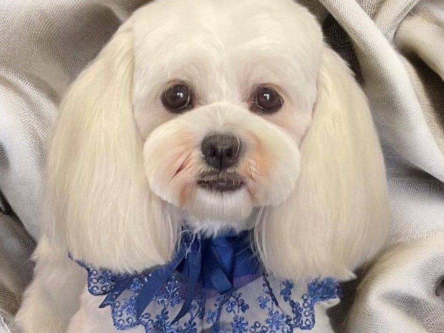 A Small White Dog is Wearing a Blue Scarf Around Its Neck — Perfect Pets Kingaroy Professional Dog Grooming in Kingaroy, QLD