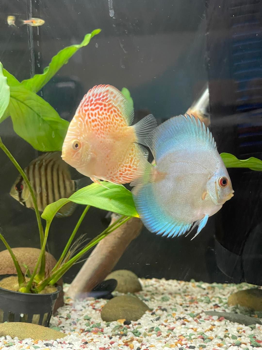 A Blue Fish is Swimming in a Blue Water Tank — Perfect Pets Kingaroy Professional Dog Grooming in Kingaroy, QLD