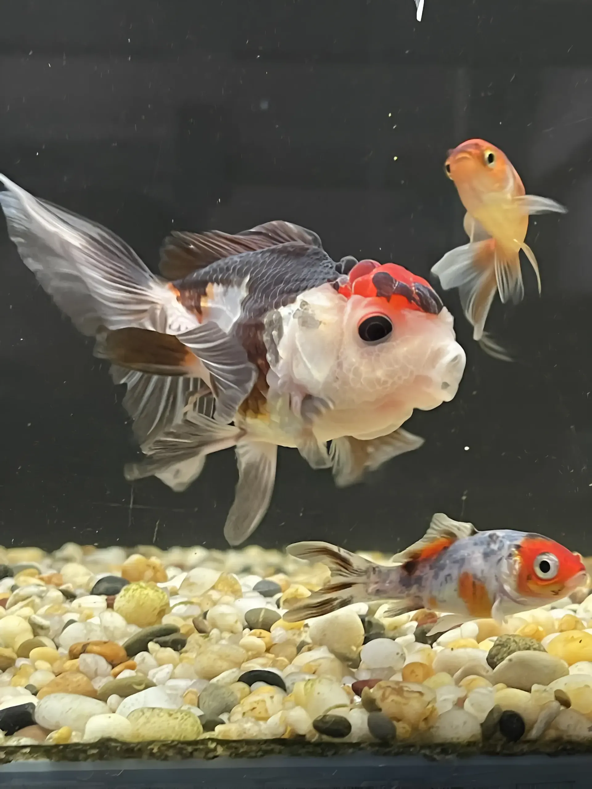 Three Goldfish Are Swimming in a Tank With Rocks — Perfect Pets Kingaroy Professional Dog Grooming in Kingaroy, QLD