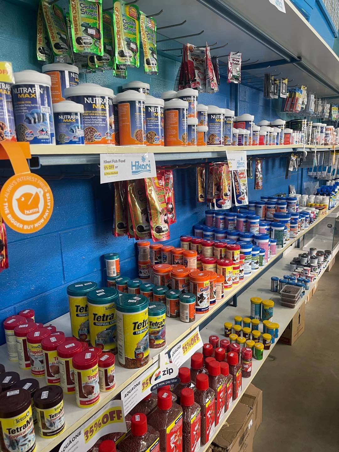 A Group of Fish Are Swimming in a Blue Tank — Perfect Pets Kingaroy Professional Dog Grooming in Kingaroy, QLD