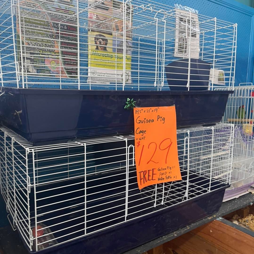 A Cockatiel is Sitting in a Cage Next to a Bowl of Water — Perfect Pets Kingaroy Professional Dog Grooming in Kingaroy, QLD