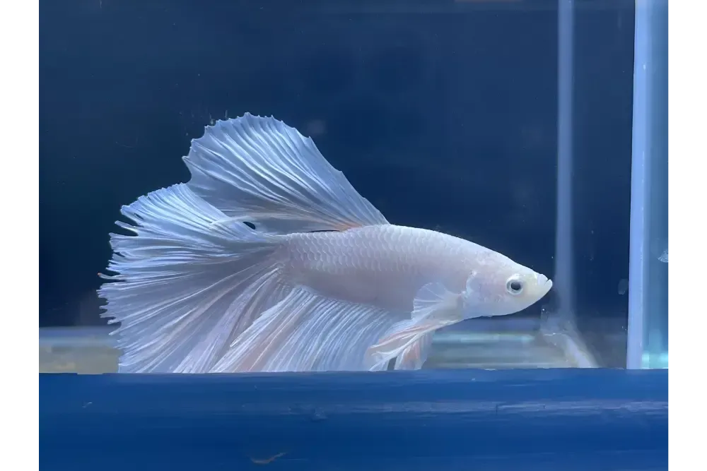 A White Betta Fish is Swimming in a Tank — Perfect Pets Kingaroy Professional Dog Grooming in Kingaroy, QLD