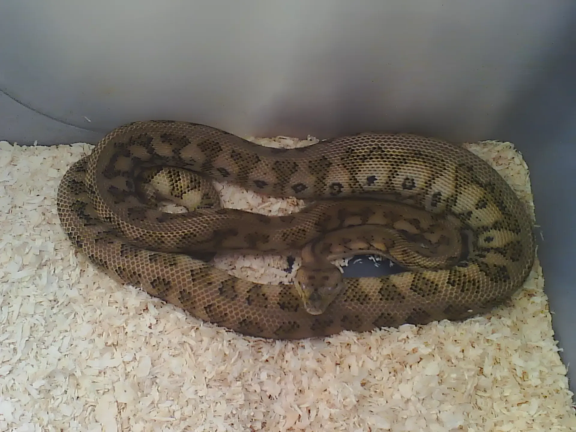 A Snake is Laying on a Pile of White Shavings — Perfect Pets Kingaroy Professional Dog Grooming in Kingaroy, QLD