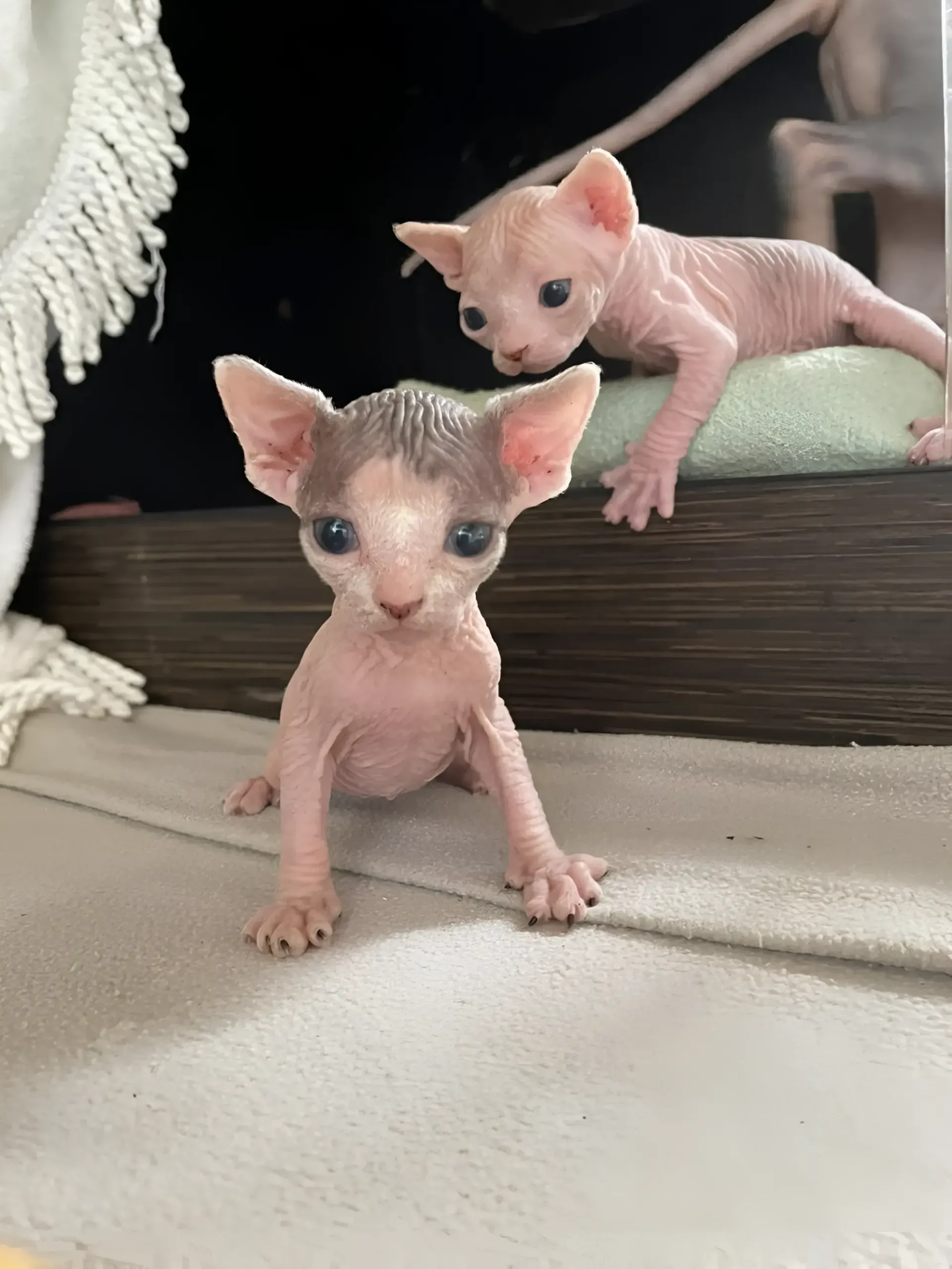 Two Hairless Kittens Are Standing Next to Each Other — Perfect Pets Kingaroy Professional Dog Grooming in Kingaroy, QLD