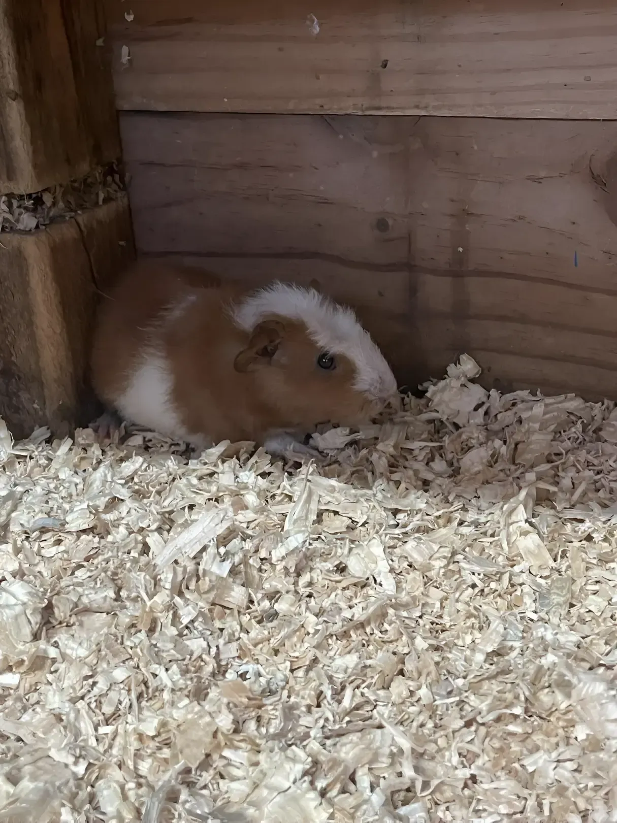 A Brown and White Guinea Pig is Sitting in a Pile of Wood — Perfect Pets Kingaroy Professional Dog Grooming in Kingaroy, QLD