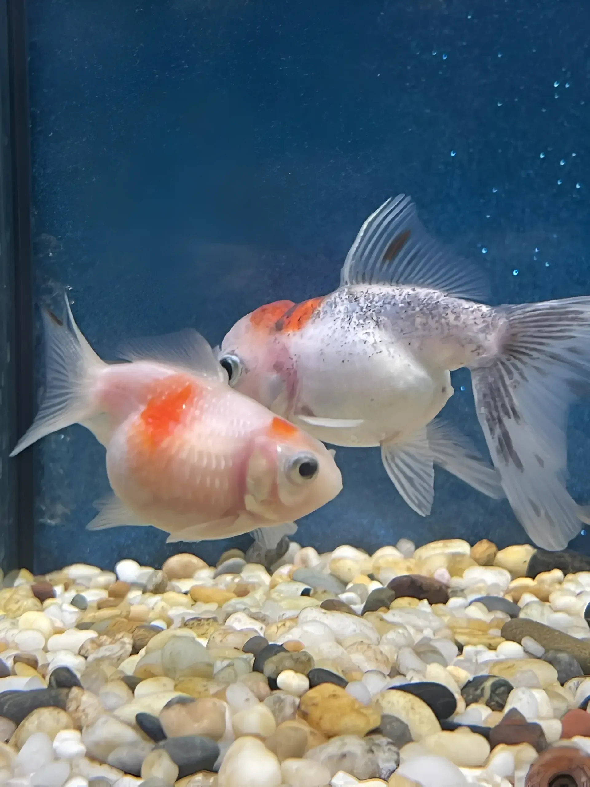 Two Goldfish Are Swimming in a Tank With Rocks — Perfect Pets Kingaroy Professional Dog Grooming in Kingaroy, QLD