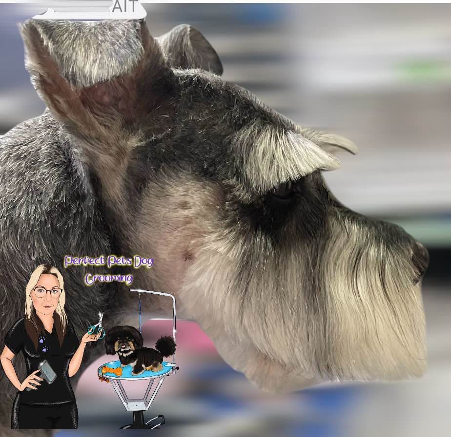 A Small Dog Wearing a Blue Bandana is Sitting on a Couch — Perfect Pets Kingaroy Professional Dog Grooming in Kingaroy, QLD