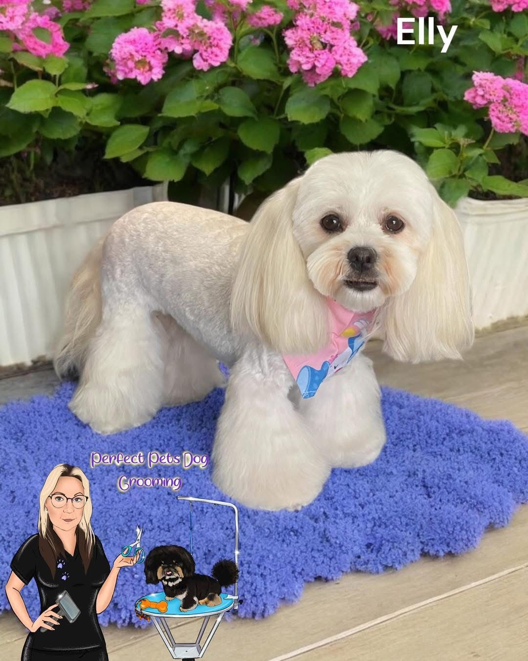 A Small Dog Wearing a Bandana in Front of a Christmas Tree — Perfect Pets Kingaroy Professional Dog Grooming in Kingaroy, QLD