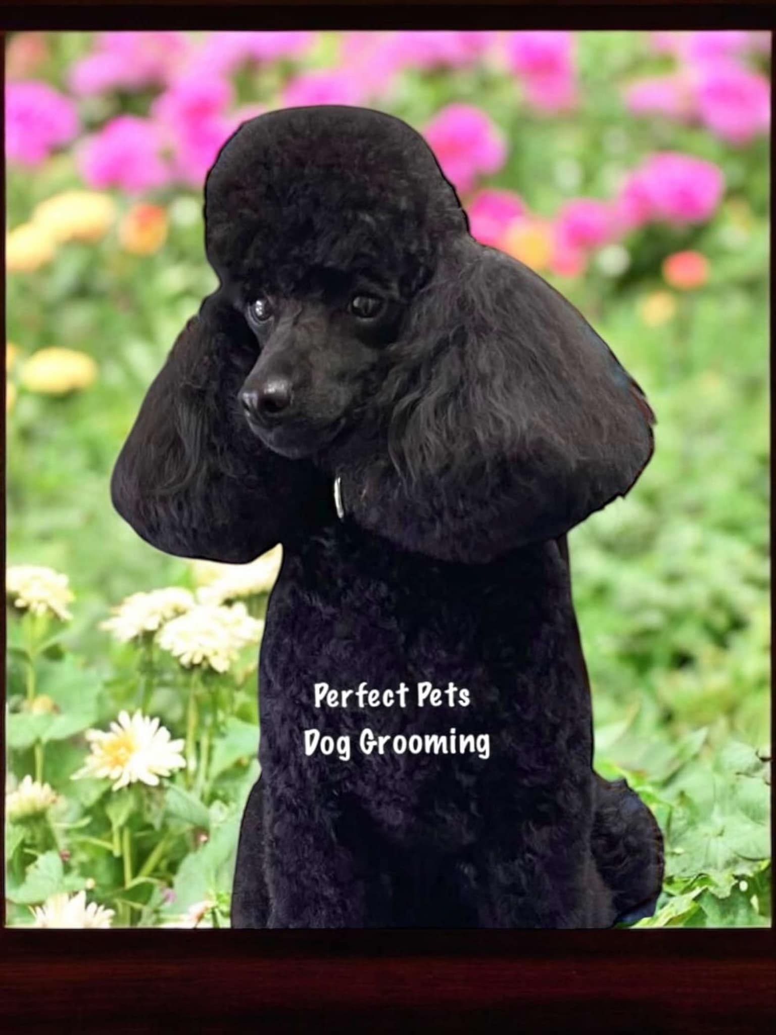 A Small White Dog Wearing a Blue and Yellow Necklace — Perfect Pets Kingaroy Professional Dog Grooming in Kingaroy, QLD
