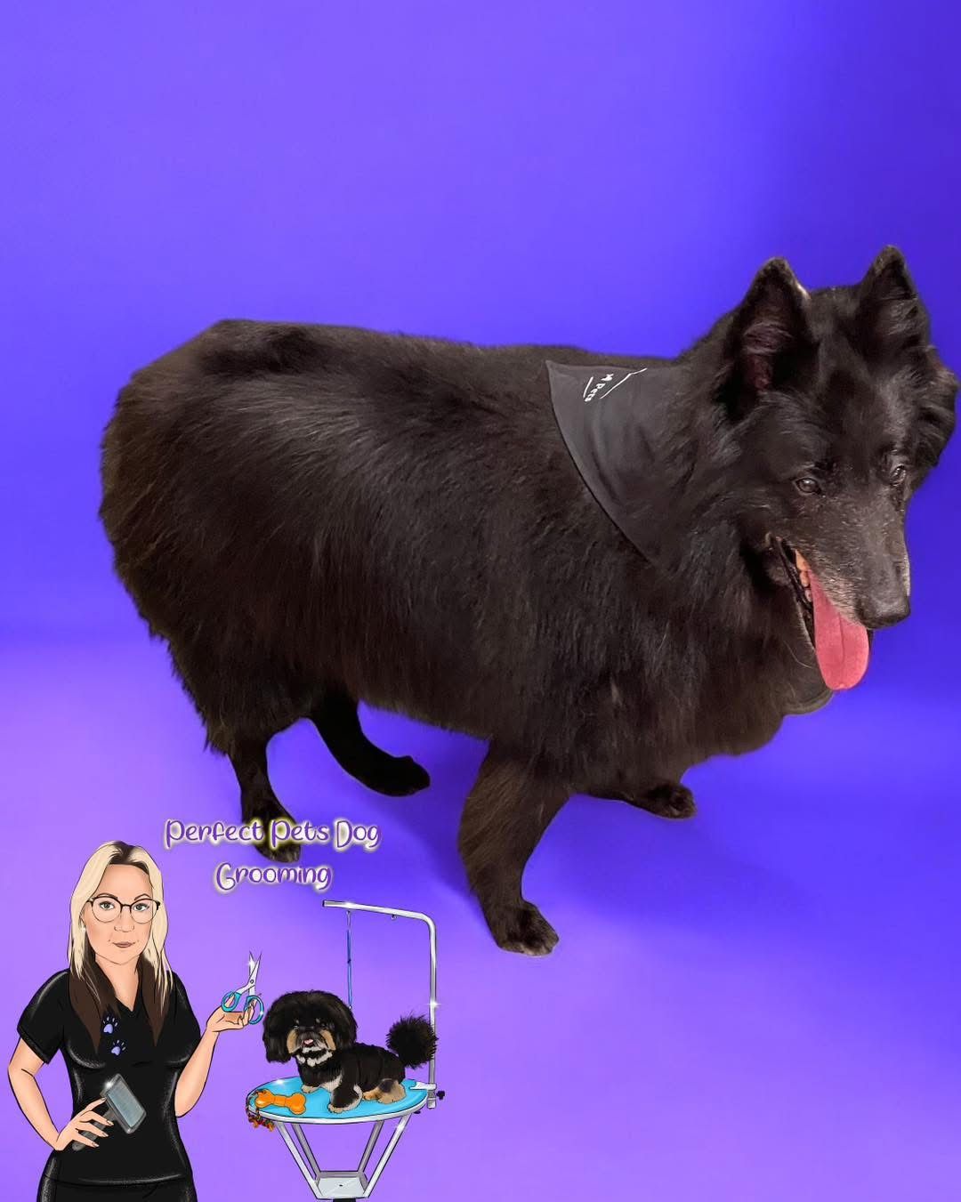 A Freshly Deshedded Dog — Perfect Pets Kingaroy Professional Dog Grooming in Kingaroy, QLD